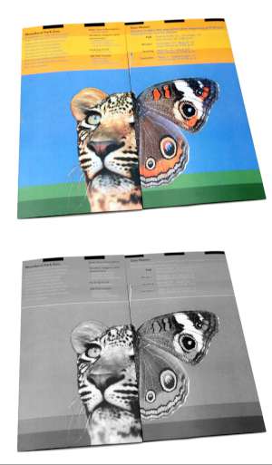 Woodland Park Zoo Conceptual Design and Icons - Visitor Experience Enhancement